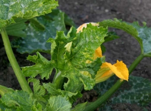 Hoja de calabacín parcialmente enrollada. <b><i>Cucumber mosaic virus</i></b>, CMV.