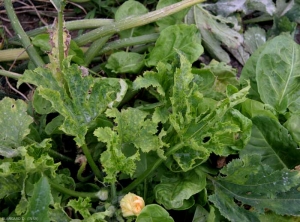 Pie de calabacín atacado por CMV. Muchas hojas jóvenes muestran un mosaico distorsionado. <b><i>Cucumber mosaic virus</i></b>, CMV.