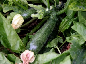 Comienzo del mosaico en la fruta de calabacín, este también es puntiagudo. <b><i>Cucumber mosaic virus</i></b>, CMV.