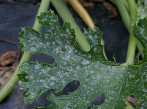 Numerosas manchas blancas, circulares y polvorientas visibles en la superficie superior de una hoja de calabacín. <i> <b> Podosphaera fuliginea </b> </i> (<i> Sphaerotheca fuliginea </i>) y <b> <i> Golovinomyces cichoracearum </i> var. <i> cichoracearum </i> </b> (<i> Erysiphe cichoracearum </i>) (oidio)