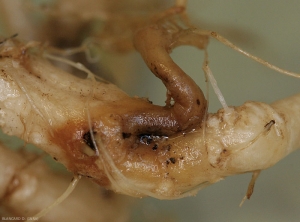 Detalle de lesiones necróticas de color marrón rojizo en el sistema radicular de la calabaza.  <i> <b> Phomopsis sclerotioides </b> </i>