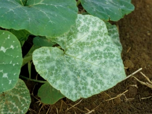 argenture_courge_DB_628