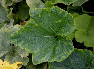 Un mosaico de retazos es visible en esta hoja de calabaza.  <b><i>Cucumber mosaic virus</i></b>, CMV.