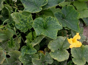 Pie de squash afectado por <b> CMV </b>.  Las hojas jóvenes están particularmente descoloradas y deformadas. (<b><i>Cucumber mosaic virus</i></b>)