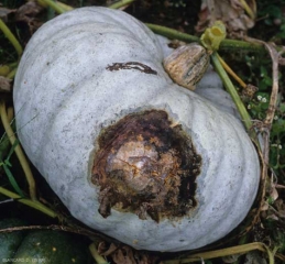 Se está desarrollando una podredumbre húmeda, de color marrón oscuro a negro, en la parte de esta calabaza en contacto con el suelo.  <b> <i> Didymella bryoniae </i> </b>. 