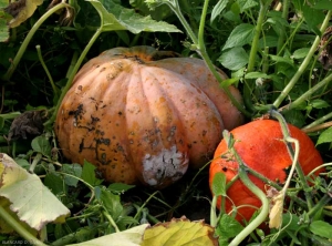 Una lesión húmeda comenzó por parte de esta calabaza en contacto con el suelo.  Un fieltro blanco cubre parcialmente la lesión.  <b> <i> Fusarium solani </i> f.  sp.  <i> cucurbitae </i> </b>. 