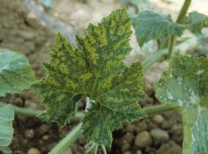 Hoja de calabaza fuertemente mosaicada. <b><i>Zucchini yellow mosaic virus</i></b>, ZYMV.