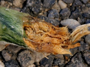 Detalle de una lesión en el cuello provocada por <i> <b> Thanatephorus cucumeris </b> </i>, con desaparición del sistema radicular.  (<i> Rhizoctonia solani </i>).