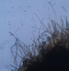 Los conidióforos cortos, oscuros y ramificados llevan los ramoconidios no septados a bicloisoneno.  <b> <i> Cladosporium cucumerinum </i> </b> (cladosporiosis).