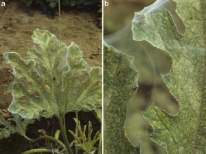 <i> <b> Tetranychus urticae </b> </i>:
 a) durante las infestaciones fuertes (aquí en calabacín), se observan telas sedosas que se desarrollan alrededor de las hojas contaminadas;
 b) en estas redes, podemos observar los numerosos ácaros amarillentos.
 <b> Daño por ácaros </b>