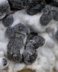 Vista detallada de 2 grandes esclerocios de forma irregular y color negro de <i> <b> Sclerotinia sclerotiorum </b> </i>. (Sclerotinia)