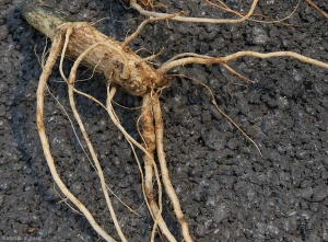 Este sistema de raíces de calabaza revela raíces localmente fuertemente suberizadas, las puntas de algunas están más o menos podridas.  <i> <b> Phomopsis sclerotioides </b> </i> (pudrición negra de la raíz)