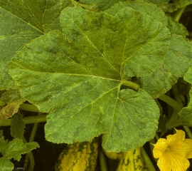 Distorsionar el mosaico en una hoja de calabaza.<b><i>Watermelon mosaic virus</i></b>, WMV.
