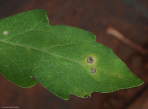 Corynespora 9