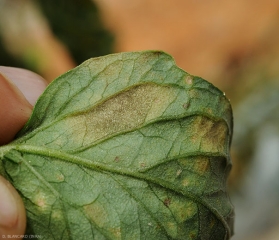 Detalle de una mancha esporulada en el envés del limbo.  Se puede distinguir un plumón negruzco.
 <b><i>Pseudocercospora fuligena</b></i>