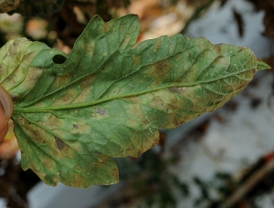 Al dar la vuelta a la hoja, podemos observar una carga de esporas negras más o menos densa en el sitio de cada mancha.
<b><i> Pseudocercospora fuligena</b></i>