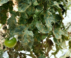 Pseudocercospora 9