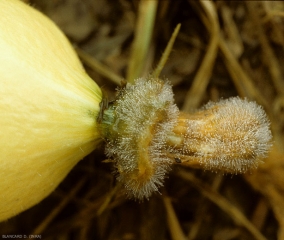 Las partes florales que quedaron fijas están degradadas y se ha observado la esporulación negruzca de <i> <b> Choanephora cucurbitarum </b> </i>.