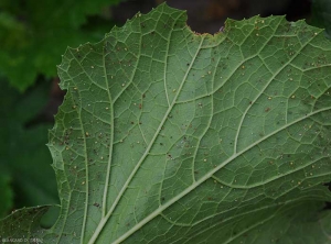 Al girar esta hoja de calabacín clorótica y ligeramente deformada, notamos la presencia de pequeños insectos: <b> pulgones <b />.