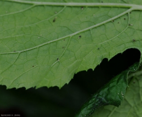 <b> Pulgones alados <b /> en el envés de una hoja.