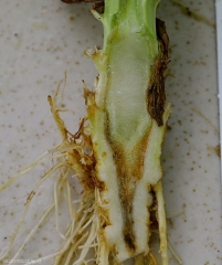 Los vasos están alterados y marrones en una longitud más o menos extensa de la planta.  No confunda este pardeamiento con el causado por el marchitamiento por Fusarium. <b><i>Verticillium dahliae</i></b>(marchitez por verticillium)