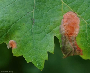 Los patrones concéntricos y festoneados característicos son más o menos visibles en estos dos puntos ubicados en la periferia de esta hoja de parra.  <b> <i> Botrytis cinerea </i> </b>