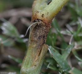 Una lesión de cancro se extiende gradualmente sobre el tallo de esta planta de melón injertada. Los tejidos se han dorado, incluso enrojecido localmente, mientras que diminutas estructuras negras lo salpican. <i> <b> Didymella bryoniae </b> </i>. 