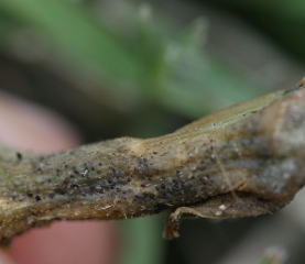 Se han formado picnidios y peritecios de <i> <b> Didymella bryoniae </b> </i> en esta parte del tallo podrido.