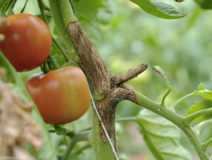 Cancro del tallo bastante antiguo de <i> <b> Botrytis cinerea </b> </i>. el moho gris ha desaparecido parcialmente. Los tejidos superficialmente necróticos y suberizados muestran algunos estallidos longitudinales. (moho gris)