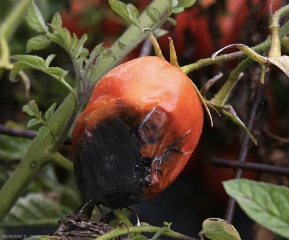 Una <b> <i> Alternaria </i> sp. </b> oportunista se ha asentado al final de una fruta madura. Las telas podridas se desmoronan y un terciopelo negro las cubre.