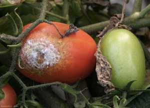 <i> <b> Phytophthora infestans </b> </i> da fruto en esta fruta giratoria. La alta humedad del refugio lo permitió.