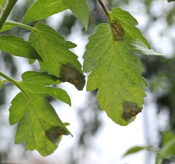 Varias manchas aceitosas y negruzcas son claramente visibles por la transparencia en estos foliolos de tomate. <b> <i> Phytophthora infestans </i> </b> (mildiú velloso)