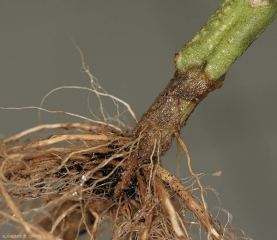 Detalle de un cancro de cuello causado por <b> <i> Fusarium oxysporum </i> f. sp. <i> radicis-lycopersici </i>. (FORL) </b> (<i> Fusarium </i> pudrición de la corona y la raíz)