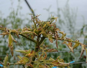 Las hojuelas de esta punta de tomate son pequeñas, cloróticas y de coloración ligeramente antocianina. Las pocas flores que se forman son estériles. <b> <i> Candidatus </i> Phytoplasma solani </b> (stolbur)