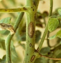 Detalle de lesiones de tizón temprano en tallos y pecíolos de tomate. También tenga en cuenta los patrones concéntricos. <i> <b> Alternaria tomatophila </b> </i> (alternaria)