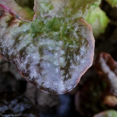 <b> <i> Golovinomyces cichoracearum </i> var.  <i> cichoracearum </i> </b> ahora está en su lugar en esta hoja de ensalada;  Numerosas manchas blancas de polvo son claramente visibles.  (mildiú polvoriento)