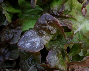 Aspecto de una hoja de ensalada parasitada por <b> <i> Golovinomyces cichoracearum </i> var.  <i> cichoracearum </i> </b> (mildiú polvoriento).