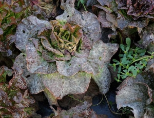 Las hojas de esta ensalada están completamente cubiertas de mildiú polvoriento.  <b> <i> Golovinomyces cichoracearum </i> var.  <i> cichoracearum </i> </b> (mildiú polvoroso)