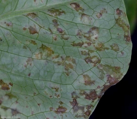 Detalle de lesiones grasas y anaranjadas en el envés del limbo de una lechuga. <b><i>Lettuce ring necrosis agent</i></b>, LRNA) 