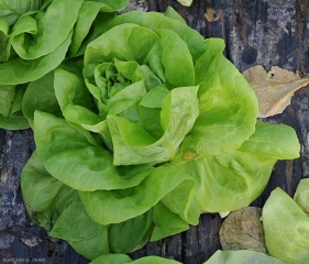 Una mancha de color beige a marrón claro se desarrolló en una hoja de esta lechuga.  <b> <i> Botrytis cinerea </i> </b> (moho gris).