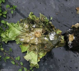 Los tejidos vegetales ahora se descomponen casi por completo por la acción de las enzimas <b> <i> Sclerotinia sclerotiorum </i> </b> (sclerotinia)