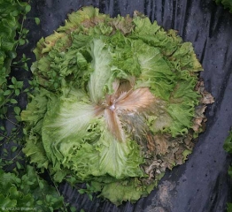 En una etapa posterior, las unidades de hojas ahora se marchitan y algunas, las inferiores, comienzan a pudrirse.  <b> <i> Sclerotinia sclerotiorum </i> </b>