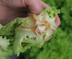 Collar de ensalada completamente podrido por <b> <i> Sclerotinia sclerotiorum </i> </b>. (esclerotinia)