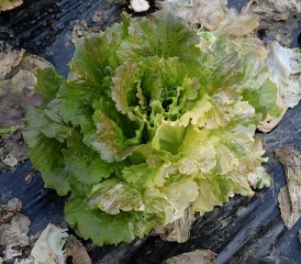 Amarilleo y decoloración sectorial del limbo de varias hojas ubicadas en un lado de esta ensalada.  <b> Anomalía genética </b>