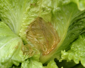 Podredumbre comenzando en el corazón de las hojas de esta ensalada.  <b> <i> Botrytis cinerea </i> </b> ya esporula allí.  (moho gris)