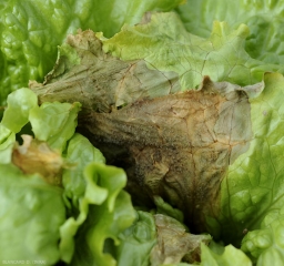 La pudrición se propaga por contacto de la hoja enferma a la hoja sana y alcanza la periferia del limbo.  Tenga en cuenta que <b> <i> Botrytis cinerea </i> </b> esporula profusamente.  (moho gris)