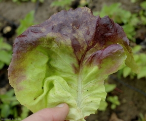 Hay algunas manchas cloróticas bastante delimitadas por las venas de la cara superior del limbo de esta hoja de ensalada.  <b> <i> Bremia lactucae </i> </b> (mildiú velloso)