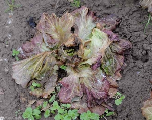 Esta ensalada ha sido sometida a temperaturas muy por debajo de los 0 ° C.  Al descongelarse, muestra un hábito flácido y hojas que parecen haber sido escaldadas.  <b> Daño por escarcha </b>