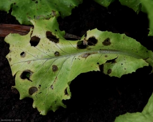 Con el tiempo y en determinadas condiciones, algunas manchas pueden partirse y desaparecer el tejido descompuesto.  <b> <i> Cercospora longissima </i> </b>