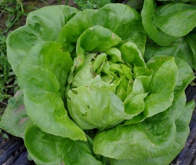 Necrosis marginal de las hojas que bordean la cabeza de una lechuga.